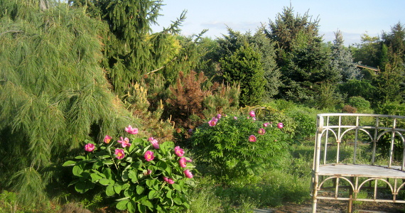 Paeonia caucasica